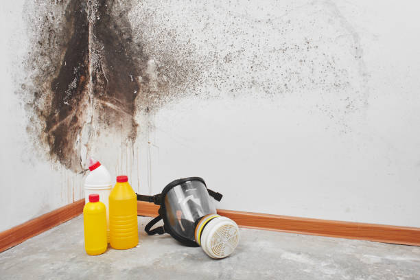 Best White Mold Remediation in Lake Forest Park, WA