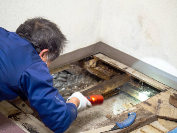 Best Commercial Mold Remediation in Lake Forest Park, WA