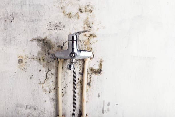 Best Residential Mold Remediation in Lake Forest Park, WA
