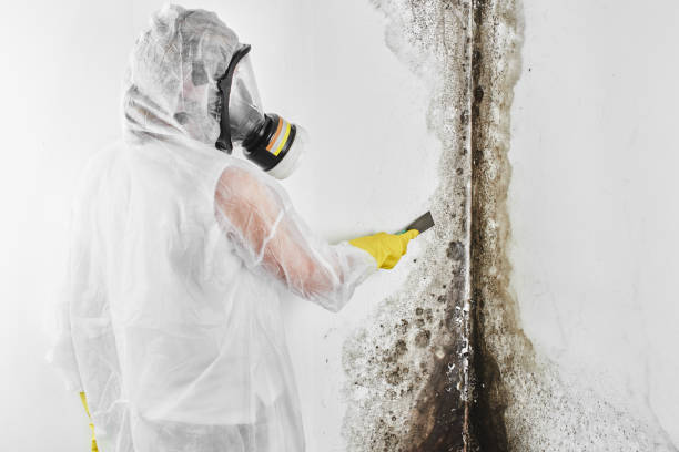 Best Health and Safety Mold Remediation in Lake Forest Park, WA