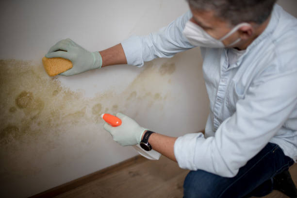 Best Localized Mold Remediation (e.g., coastal areas, humid climates) in Lake Forest Park, WA