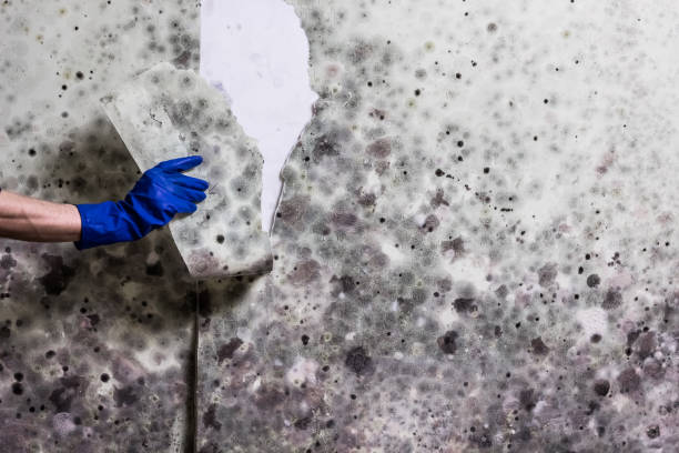 Best Attic Mold Remediation in Lake Forest Park, WA